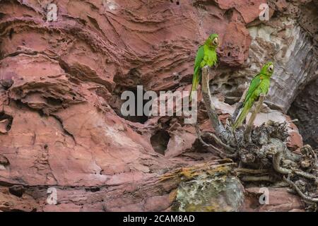 Weißaugen-Sittich bei Pedra Furada - Jalapao - Tocantins - Brasilien Stockfoto