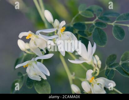 Blumen, Moringa 'Moringa oleifera' blühend, heimisch im tropischen & subtropischen Klima Indiens. Stockfoto