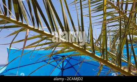 Frischer grüner Palmenzweig vor hellblauem Sonnenschirm und hellblauem Himmel Hintergrund. Sommer Texturen von Palmen und Sonnenschirm Stockfoto