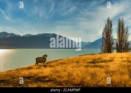 Dieser RAM mit großen lockigen Hörnern liebte es, sein Porträt zu haben Aufgenommen am Ufer des Lake Tekapo Stockfoto