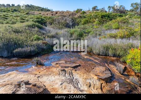 Schöner Wasserpuddle auf natürlichem orangefarbenem Sandsteinboden bei Henry Head Walk Track Stockfoto