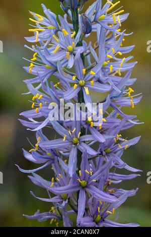 Cussick's Camas (Camassia cusickii), Hells Canyon National Recreation Area, Imnaha Wild and Scenic River, Hells Canyon National Scenic Byway, Oregon Stockfoto