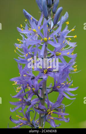 Cussick's Camas (Camassia cusickii), Hells Canyon National Recreation Area, Imnaha Wild and Scenic River, Hells Canyon National Scenic Byway, Oregon Stockfoto