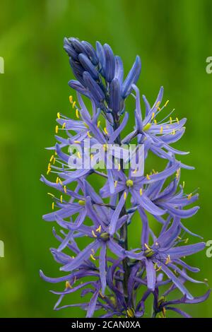 Cussick's Camas (Camassia cusickii), Hells Canyon National Recreation Area, Imnaha Wild and Scenic River, Hells Canyon National Scenic Byway, Oregon Stockfoto