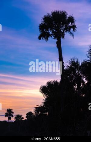 Florida Palmen vor einem bunten Sonnenuntergang Himmel am Micker Beach in Ponte Vedra Beach, Florida silhouetted. (USA) Stockfoto