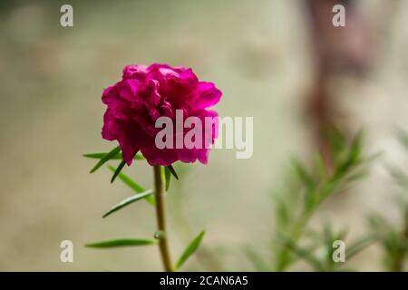 Schöne Moos Rose Blume, neue Moos Rose Blume Stock Bild Stockfoto