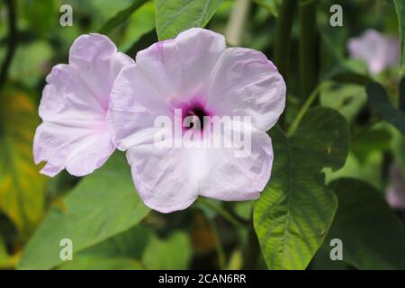 Ipomoea carnea Blume im Garten, neue Ipomoea carnea Stock Bild. Stockfoto