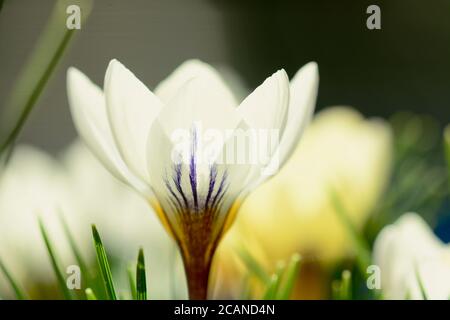Ein Nahaufnahme eines schönen Garten Krokus Blume (Iridaceae Familie), hinterleuchtet auf dunklem Hintergrund. Geringe Schärfentiefe. Stockfoto