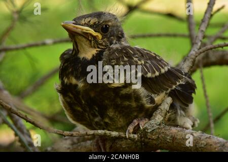 Junge Vogeldrossel versteckte sich in Kiefernästen Stockfoto