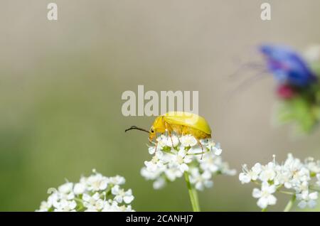 Nahaufnahme eines gelben Käfers auf einer weißen Blume Stockfoto