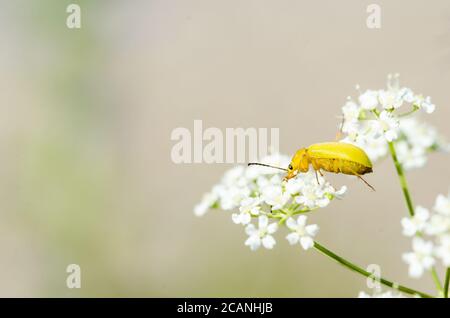 Gelbkäfer aus der Nähe einer weißen Wildblume Stockfoto