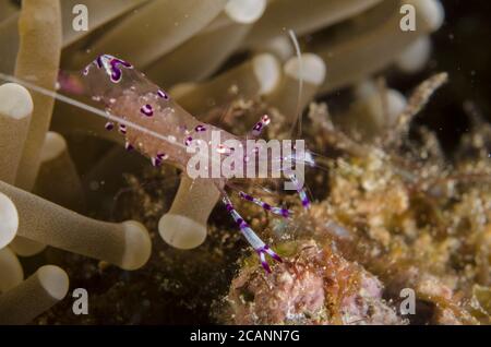 Sarasvati Anemone Shrimp, Periclemenes sarasvati, Palaemonidae, Anilao, Batangas, Philippinen, Philippinisches Meer, Indo-pazifischer Ozean, Asien Stockfoto