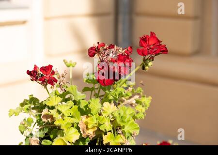 Rote Rosen Nahaufnahme schießen draußen im Park in einem Sonniger Tag Stockfoto