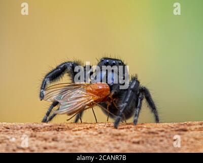 Die springende Spinne des männlichen Johnson (Phiddipus johnsoni), auf der Rinde, eine hell gefärbte Fliege haltend und essend, die sie gefangen hat. Delta, British Columbia, Kanada Stockfoto