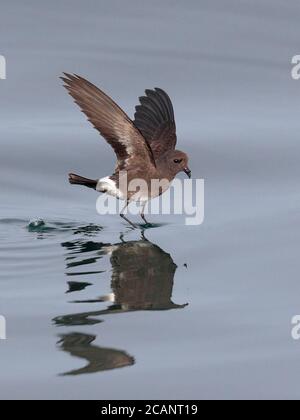 Elliot's Storm-Petrel (Oceanites gracilis), auf der Oberfläche, auf See in der Nähe der peruanischen Küste 24. Okt. 2017 Stockfoto