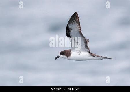 Galapagos Petrel (Pterodroma phaeopygia) - im Flug, Untersicht bei den Galapagos Inseln, Ecuador 12. Nov 2017 Stockfoto