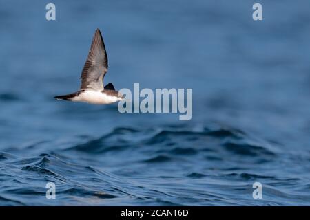 Galapagos Shearwater (Puffinus subalaris) - im Flug, Untersicht bei Galapagos Inseln, Ecuador 13. Nov 2017 Stockfoto