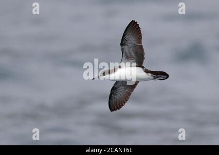 Galapagos Shearwater (Puffinus subalaris) - im Flug, Untersicht bei Galapagos Inseln, Ecuador 14. Nov 2017 Stockfoto