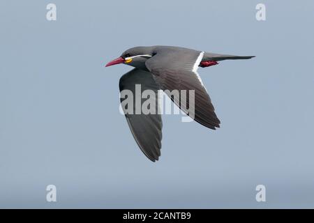 Inka-Terna (Larosterna inca), Erwachsener im Flug, Seitenansicht, Hafen von Arica, Nordchile 23. Oktober 2017 Stockfoto