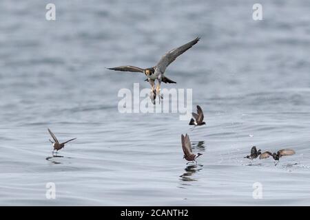 Peregrine (Falco peregrinus) stammt aus der Zeit vor Elliots Sturmsturmsturmsturmschwalbe (Oceanites gracilis) von der Meeresoberfläche, Humboldt-Strömung, vor Arica, Chile 23.. Oktober 2017 Stockfoto