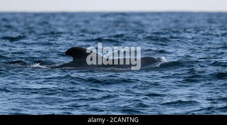 Kurzflossen-Pilotenwal (Globicephala macrorhynchos) in der Nähe der Galapagos-Inseln, östlicher Pazifischer Ozean 9 Nov 2017 Stockfoto