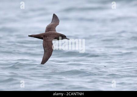 Rußscheren (Puffinus griseus) fliegen über die Meeresoberfläche, vor Arica, Chile 24. Okt. 2017 Stockfoto