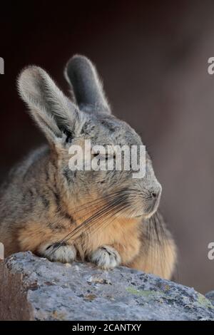Viscacha (Lagidium peruanum) - Portrait, vertikale Aufnahme eines einzelnen Tieres im Felsschatten, Parque Nacional Lauca, Nordchile 18th Oct 2017 Stockfoto
