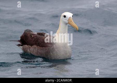 Waved Albatross (Phoebastria irrorata), Vorderansicht - Schwimmen auf dem Meer in der Nähe der Galapagos-Inseln, Ecuador, Südamerika 6. November 2017 Stockfoto