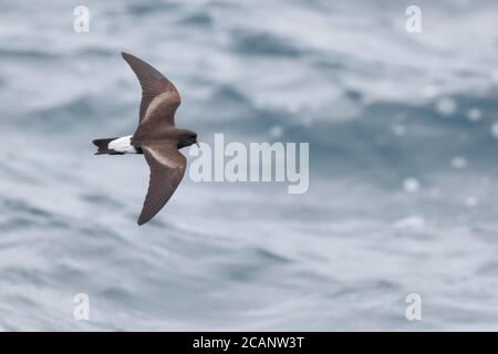 Keil-rumped Storm-Petrel (Oceanodroma tethys), dorsale Ansicht, Einzelvogelflug, über Wellen bei den Galapagos-Inseln, östlicher Pazifischer Ozean 5. Nov 2017 Stockfoto