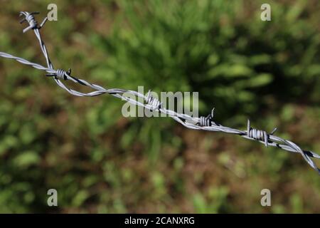 Fragment von Stacheldraht auf grünem Hintergrund Stockfoto