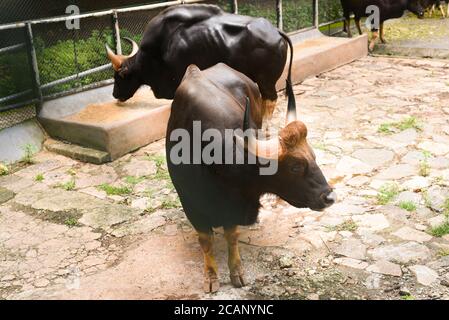 Kerala, Indien. September 07, 2019. Indische Bison oder wilder Gaur, der Gras im Thiruvananthapuram Zoo oder Zoological Park isst. Stockfoto