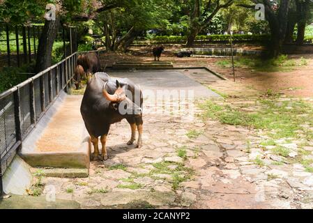 Kerala, Indien. September 07, 2019. Indische Bison oder wilder Gaur, der Gras im Thiruvananthapuram Zoo oder Zoological Park isst. Stockfoto
