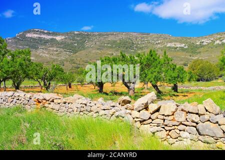 Alte Mandelbäume und Trockensteinmauer in Spanien Stockfoto