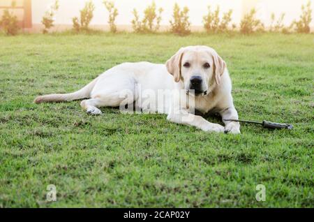 Gelbe Labrador Retriever auf grünem Rasen Stockfoto