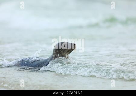 Grausiegel, Halichoerus grypus, Porträt im Wasser, Tier schwimmt in den Meereswellen, Deutschland Stockfoto