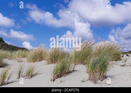 Sandy Dunes an der Nordseeküste in Scheveningen bei Hague Niederlande Europa. Stockfoto