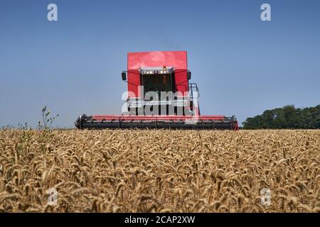 Niedrige Frontansicht des roten Massey Ferguson 7278 Cerea Mähdreschers Erntemaschinen in einem Weizenfeld gegen ein klares Blau August Himmel Erntezeit Stockfoto