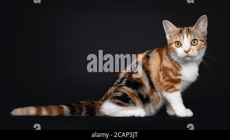 Ziemlich American Kurzhaar Katze Kätzchen mit erstaunlichen Muster, sitzende Seitenwege. Blick neben die Kamera mit gelben Augen. Isoliert auf schwarzem Hintergrund. Stockfoto