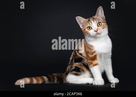 Ziemlich American Kurzhaar Katze Kätzchen mit erstaunlichen Muster, sitzende Seitenwege. Mit gelben Augen direkt auf die Kamera schauen. Isoliert auf schwarzem Hintergrund Stockfoto
