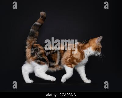 Ziemlich American Kurzhaar Katze Kätzchen mit erstaunlichen Muster, zu Fuß Seitenwege. Blick geradeaus mit gelben Augen. Isoliert auf schwarzem Hintergrund. Stockfoto