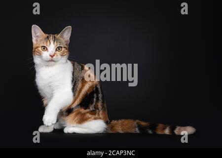 Ziemlich American Kurzhaar Katze Kätzchen mit erstaunlichen Muster, sitzende Seitenwege. Mit gelben Augen direkt auf die Kamera schauen. Isoliert auf schwarzem Hintergrund Stockfoto