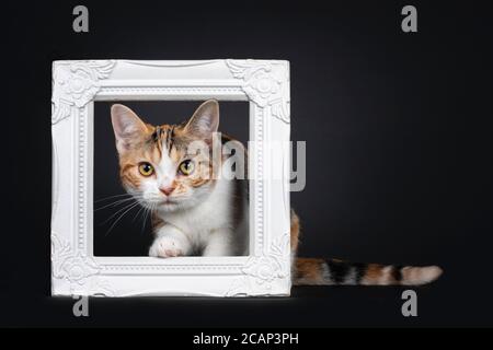 Hübsche amerikanische Kurzhaar Katze Kätzchen mit erstaunlichen Muster, Schritt durch weißen Fotorahmen. Mit gelben Augen direkt auf die Kamera schauen. Isoliertes o Stockfoto