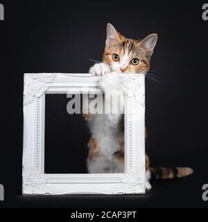 Ziemlich American Kurzhaar Katze Kätzchen mit erstaunlichen Muster, hängen frech in weißen Fotorahmen. Mit gelben Augen direkt auf die Kamera schauen. Isoliert Stockfoto