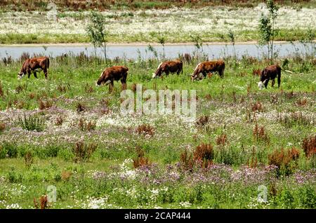 Fünf Kühe grasen in einer Landschaft mit hohem Gras und Wildblumen in den Auen in der Nähe eines Unterkanals des Flusses IJssel in der Nähe von Zwolle, Niederlande Stockfoto