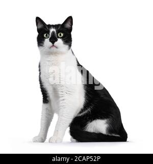 Schöne schwarze und weiße Hauskatze sitzt auf dem Kopf Wege Blick geradeaus mit grünen Augen. Isoliert auf weißem Hintergrund. Stockfoto