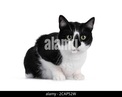 Schöne schwarz-weiße Hauskatze, die Nebenwege abschlagt. Mit grünen Augen geradeaus schauen. Isoliert auf weißem Hintergrund. Stockfoto
