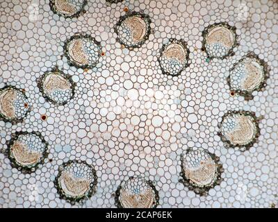 Photomikrographie des Querschnitts eines Blattstiels der japanischen Sago-Palme. Cycas revoluta. Stockfoto