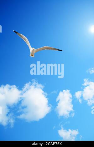 möwe fliegt in einem blauen Himmel mit weißen, weichen Wolken unter der Sonne Stockfoto