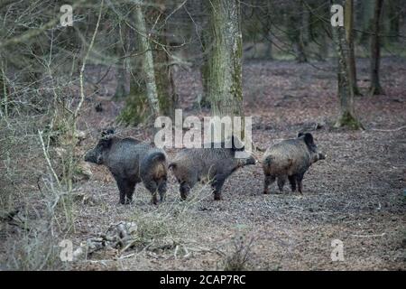 Espace Faune de la Forêt d'Orient – Space Wildtierpark im Orientwald, Champagne-Aube, Frankreich Stockfoto