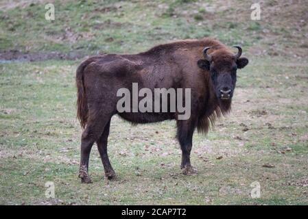 Espace Faune de la Forêt d'Orient – Space Wildtierpark im Orientwald, Champagne-Aube, Frankreich Stockfoto